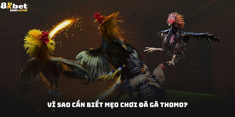 Vì sao cần biết mẹo chơi đá gà Thomo?